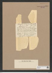 Coscinodiscus sp. (de-Toni-Nr.: Genus 202) Zeichnungen Sammlung Grunow Nr. 8934 (NHMW-BOT-W0378612)